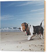 Basset Hound Walking On Beach, Ground Wood Print