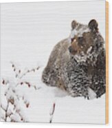 Bear In The Snow Wood Print