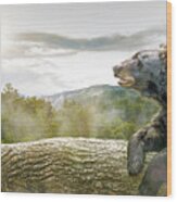 Bear In Tree At Smoky Mountains Park Wood Print