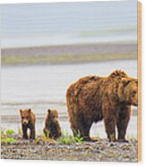 Bear With Cubs In Katmai, Alaska Wood Print