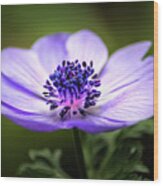 Beautiful Anemone Wood Print