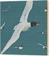 Beautiful Black Headed Gulls Wood Print