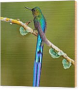 Beautiful Blue Glossy Hummingbird Wood Print