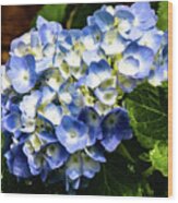 Beautiful Blue Hydrangea Wood Print