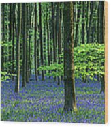 Beautiful Bluebells Wood Print