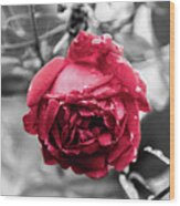 Beautiful Red Rose Wood Print