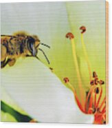 Bee Wood Print