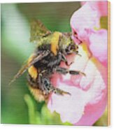 Bee On Flower Wood Print