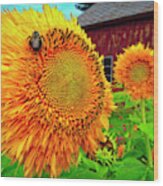 Bee On Sunflower Wood Print
