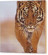 Bengal Tiger Panthera Tigris, Close-up Wood Print