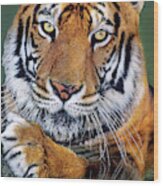 Bengal Tiger Portrait Endangered Species Wildlife Rescue Wood Print