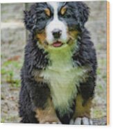 Bernese Mountain Dog Puppy Wood Print