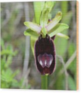 Bertoloni's Bee Orchid (ophrys Bertolonii) Wood Print