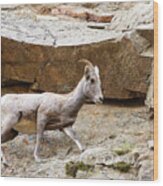 Bighorn Sheep In Waterton Canyon Wood Print