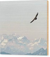 Bird Flying Over Kaiseregg Wood Print
