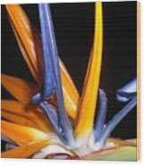 Bird Of Paradise Beauty Wood Print