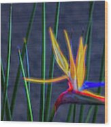 Bird Of Paradise, Electrified Abstract Wood Print