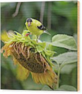 Bird On A Sunflower 3 Wood Print