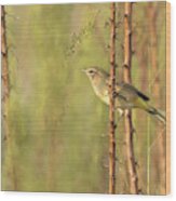 Bird On Branch Wood Print
