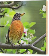Birds - American Robin - Nature's Alarm Clock Wood Print