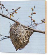 Birds Nest Wood Print