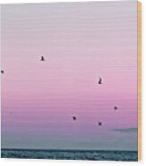 Captive Island Sunset Seabirds Circling Wood Print