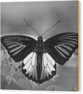 Birdwing Butterfly Display Wood Print