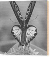 Birdwing Butterfly Wood Print
