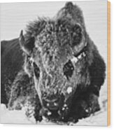 Bison Frost Wood Print