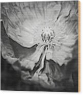 Black And White Poppy Two Wood Print