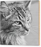 Black And White Portrait Of Pet Cat In Wood Print