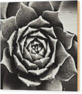 Black And White Succulent Wood Print