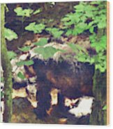 Black Bear In Woods Wood Print