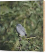 Black-capped Gnatcatcher Wood Print