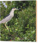 Black Crowned Night Heron Hato Barley Tauramena Casanare Colombi Wood Print