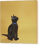 Black Kitten In Collar, Studio Shot Wood Print