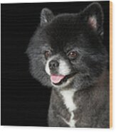Black Pomeranian Looking To The Left Wood Print