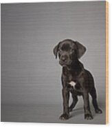 Black Puppy Wood Print
