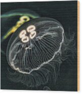 Black Sea Jellyfish Wood Print