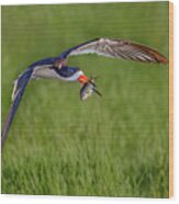 Black Skimmer And Its Catch Wood Print