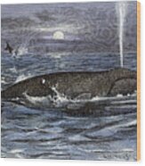 Black Whale Jet In The Open Sea 19th Century Colour Engraving Wood Print
