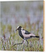 Blacksmith Lapwing Wading Through Shallow Water, Okavango Wood Print