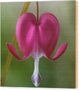 Bleeding Heart Wood Print