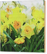 Blooming Yelow Daffodils Wood Print