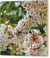 Blossom Tree Wood Print