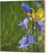 Blue And Yellow Spring Wood Print