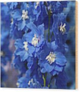 Blue Colored Delphinium Cobalt Dreams Wood Print