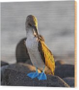 Blue Footed Booby At Sunset Wood Print