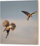 Blue Jay Vs Scissor-tailed Flycatcher (2) Wood Print