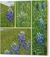 Blue Lupines Are Texan Bluebonnets Wood Print